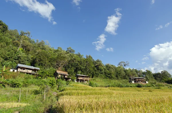 View of rice farm and cloudy blue sky by local people in mountai