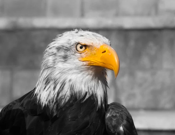 Bald eagle with yellow beak with white and black background