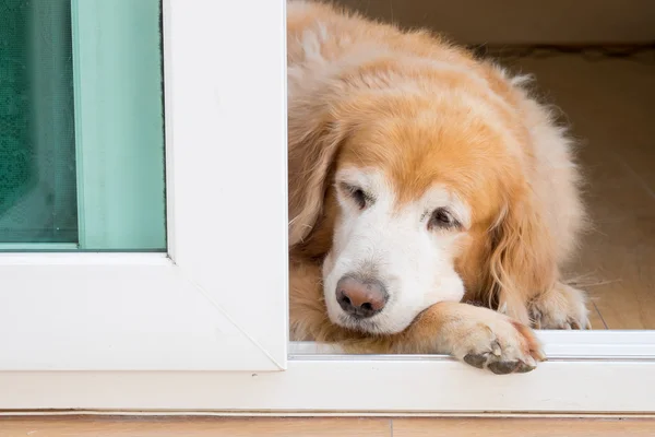 Golden retriever dog laying at the door