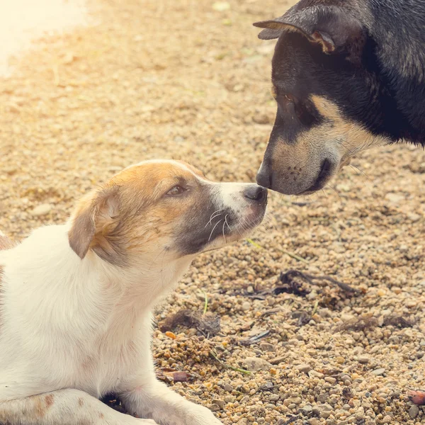Black dog kissing with white brown puppy, baby dog