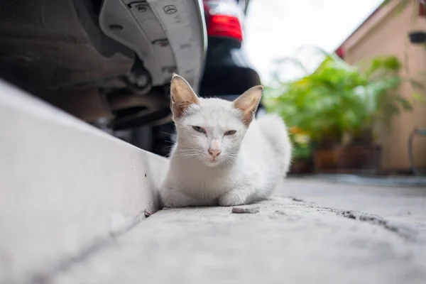 Stray cat sitting behind car