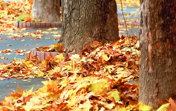 Autumn leaves on the street, yellow, autumn, harvesting, trees