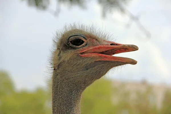 Ostrich head staircase, stair climb fg