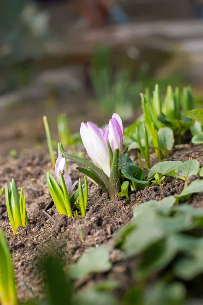 Snowdrop flowers blooming in winter