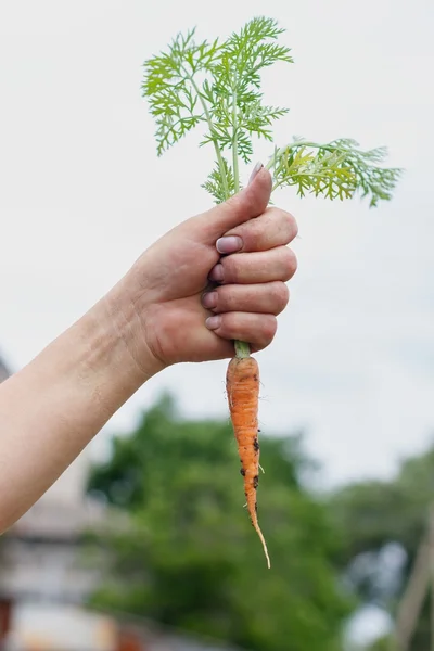 Fresh carrot from the garden cleaning work in the garden in the