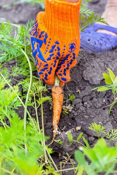 Fresh carrot from the garden cleaning work in the garden in the