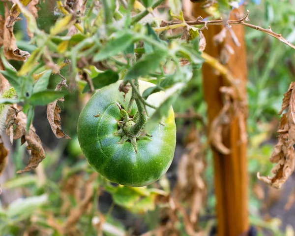 Green tomatoes in the garden hanging on a branch