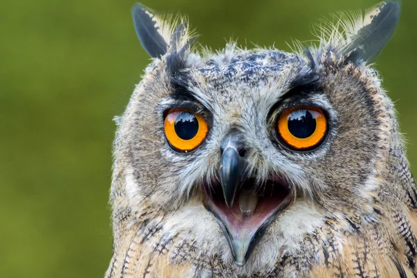 Portrait of an owl with orange eyes and open mouth