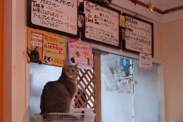Cat cafe in Tokyo, Japan