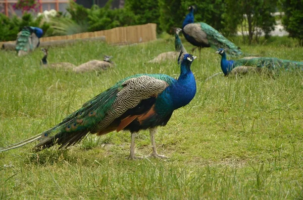 Peacocks in green grass