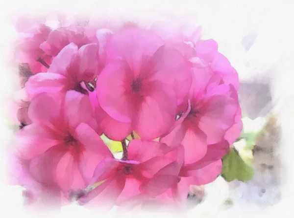 Watercolor flowers geraniums