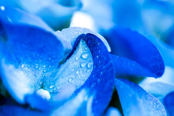 Flowers of blue hydrangea macrophylla with water drops close-up.