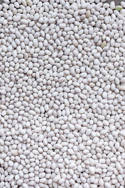 Background of white beans beans