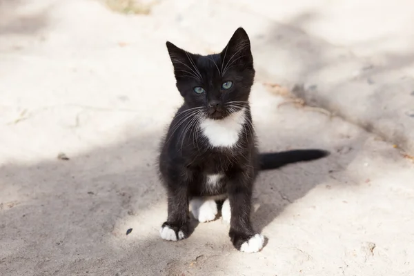 Playful little black kitten with white paws