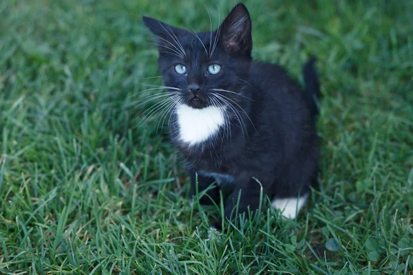 Playful little black kitten with white paws