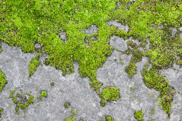 Moss on old wall