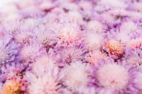 Background of purple flowers, closeup