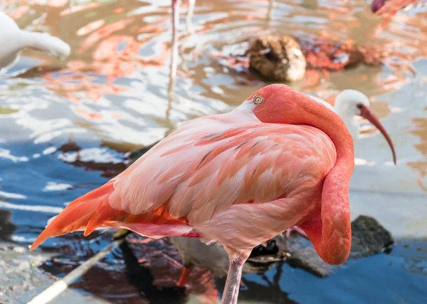 Flamingo bends her neck to the back