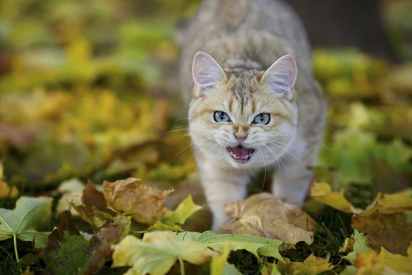 British golden shaded kitten meows on the background of autumn yellow leaves