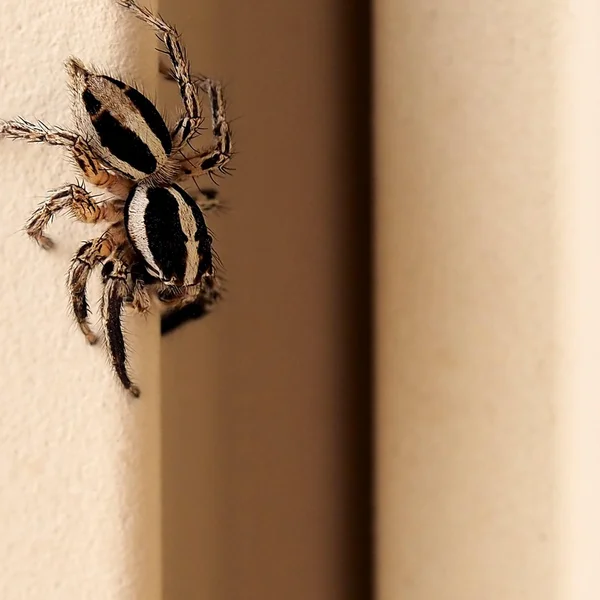 Cute spider on the wall
