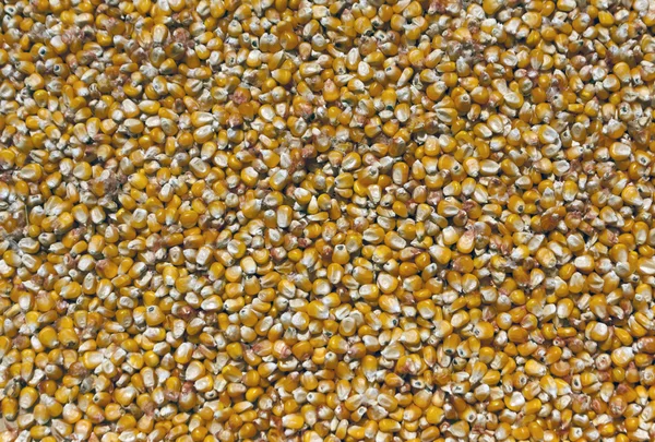 Corn kernels.