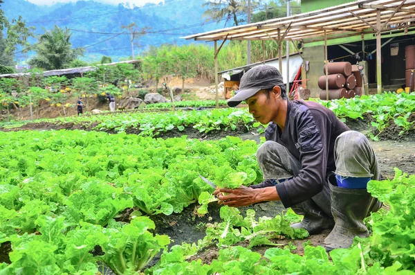 Farmer at work. A farmer harvesting the vegetables at his farm in Cameron Highland, Malaysia
