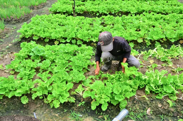 Farmer at work. A farmer harvesting the vegetables at his farm in Cameron Highland, Malaysia