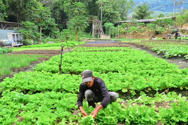 Farmer at work. A farmer harvesting the vegetables at his farm in Cameron Highland, Malaysia