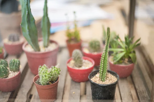 Flower pot of cactus  in the plant store