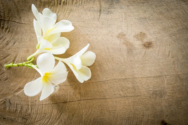 Champa flower on wood background