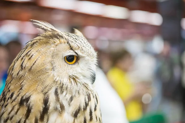 Closeup the owl was show in animal fair