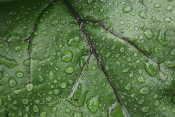 Green leaf in drops of rain.Macro photography