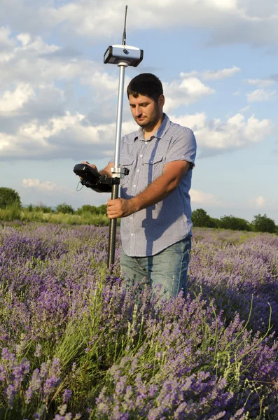 Land surveying in a lavender field