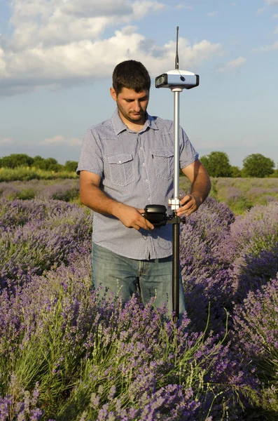Surveyor adjusting its instrument in a field of lavender