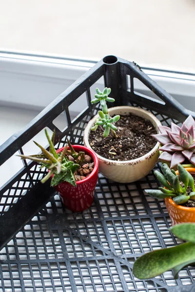 House plants in box