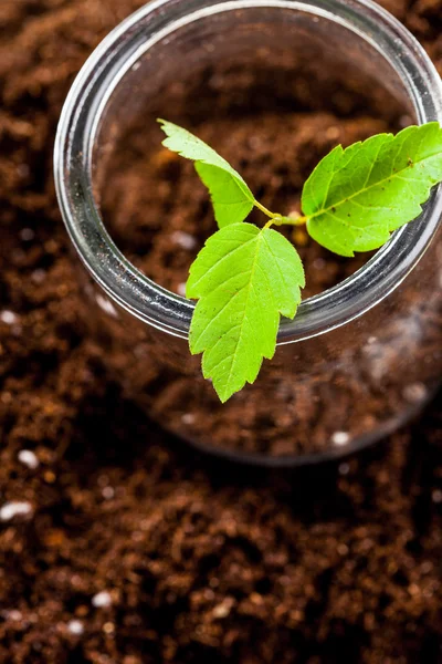 Sprout growing in soil