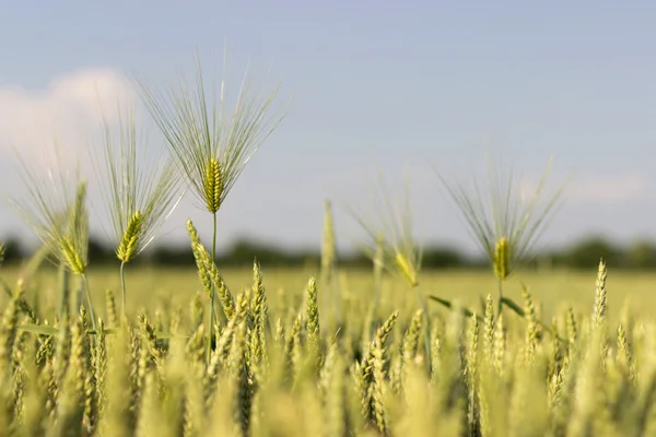 Green barley Field, Shallow depth of field