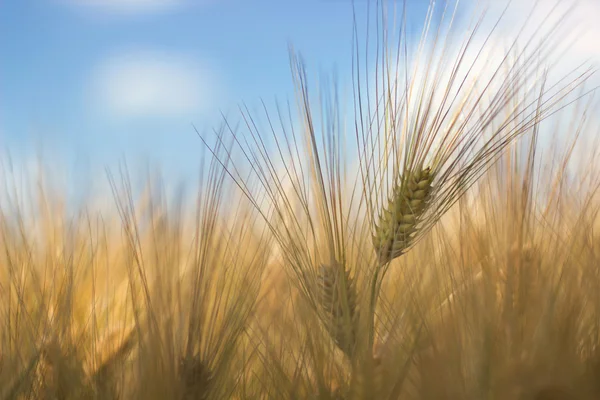 Wheat field, Barley field on sunny day, Shallow depth of field