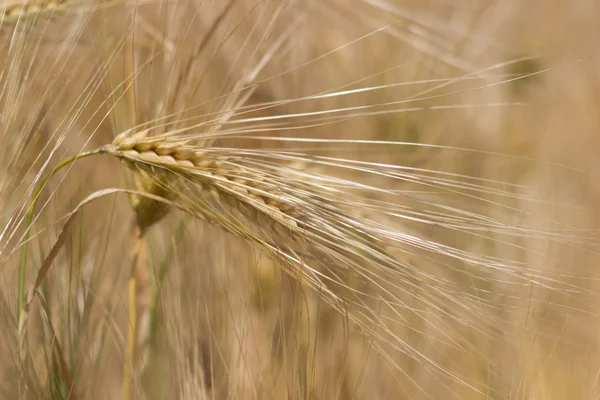 Wheat field, Barley field on sunny day, Shallow depth of field
