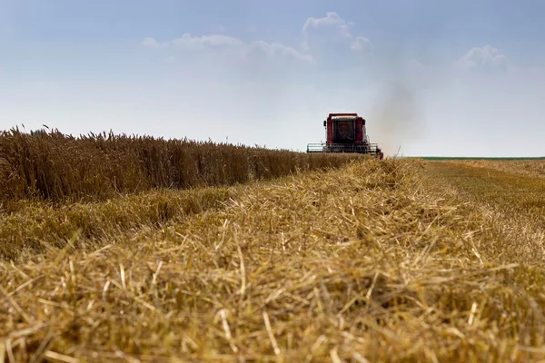 Combine harvester harvesting wheat. Grain harvesting combine. Combine harvesting wheat. Wheat field blue sky.