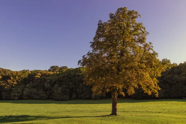 Lonely beautiful autumn tree. Autumn Landscape. Trees Starting to Change Color in Early Autumn