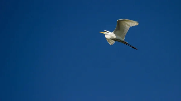 Great Egret with Wings Spread, Great Egret Flying