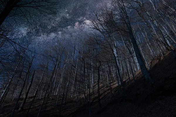 Night full of stars seen through trees Milky Way through trees