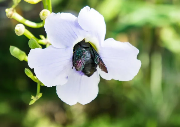 Blue purple flower of Laurel vine,Thunbergia laurifolia.black bug sits on flower