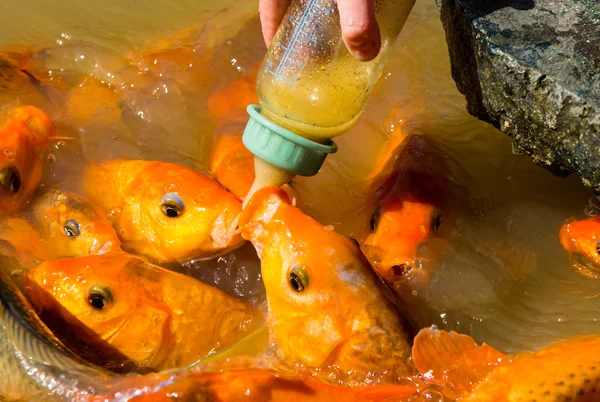 Hungry fish eats food from bottle. a lot of fish in the pond. Girl feeding fish.