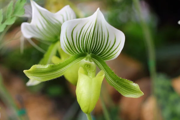 Paphiopedilum orchid species
