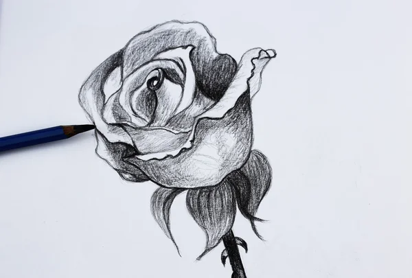 I pencil drawing of flowers