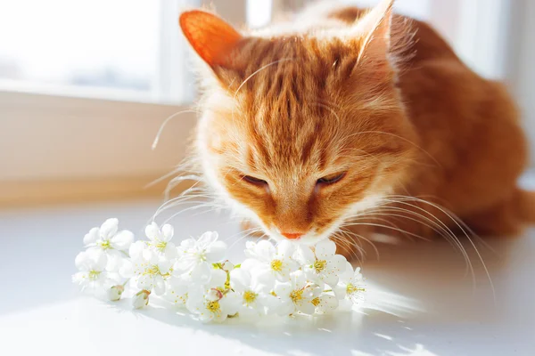 Ginger cat smells a bouquet of cherry flowers. Cozy spring morning at home. Cute background with place for text. Soft focus.