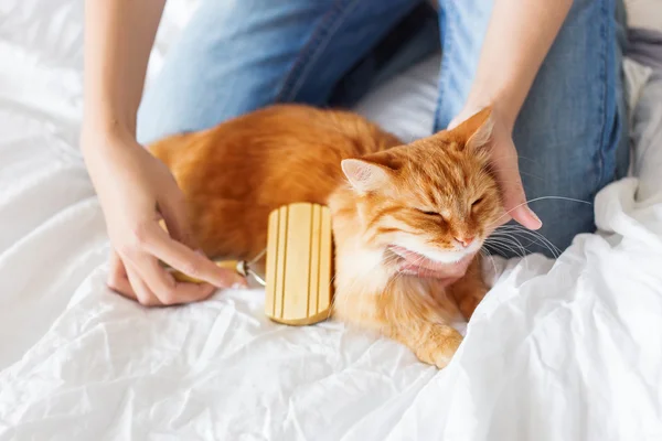 Woman combs a dozing cat\'s fur. Ginger cat\'s head lies on woman\'s hand.