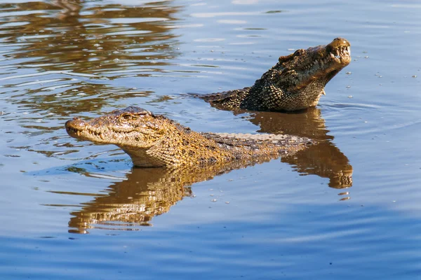 Floating pair of cuban crocodiles (Crocodylus rhombifer), Cuba.